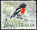 AUSTRALIA - CIRCA 1966: A stamp printed in Australia shows a Scarlet robin Petroica boodang bird, circa 1966.