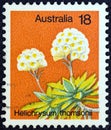 AUSTRALIA - CIRCA 1975: A stamp printed in Australia from the `Wild Flowers` issue shows Helichrysum thomsonii, circa 1975.