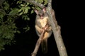 Australia common brushtail possum