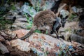 Australia, cute wallaby spotted in Ormiston Gorge, Northern Territory. Royalty Free Stock Photo