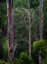 Australia - Dandenong Ranges, Dandenongs are a set of low mountain ranges, Mount Dandenong, east of Melbourne, Victoria, Australia Royalty Free Stock Photo