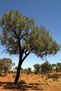 Australia, Botany, Tree Royalty Free Stock Photo
