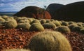 Australia: The desert-vegetation in the outback Royalty Free Stock Photo