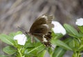 In Australia, a different butterfly species