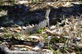 Australia, Zoology, Water Dragon