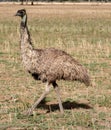 Australia Emu solo view Royalty Free Stock Photo