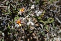 Australia, Botany, wildflower Royalty Free Stock Photo