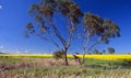 Australia: A Eukalyptus tree in a flowering raps oil field Royalty Free Stock Photo