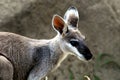 Australia- Extreme Close Up of a Cute Wild Wallaby