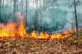 Australia forest fires, The fire is fueled by wind and heat Royalty Free Stock Photo