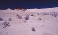 Australia: Fraser Island Sanddunes vegetation Royalty Free Stock Photo