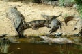 Australia, freshwater crocodiles