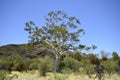 Australia, Botany, Eucalyptus Royalty Free Stock Photo