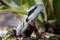 In Australia, a great reptile, an iguana from the lizard family