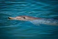 Australia, interaction with wild dolphins in Monkey Mia. Royalty Free Stock Photo
