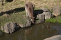 Kangaroo drinking water in Australian zoo Royalty Free Stock Photo