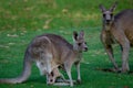 Australia kangaroo mother and father and joie baby in pouch eating grass Royalty Free Stock Photo