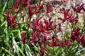 Australia, Kangaroo Paw Plant Royalty Free Stock Photo