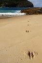 Australia: kangaroo tracks on beach v Royalty Free Stock Photo