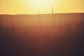 Australia lanscape with grass tree silhouettes at sunset