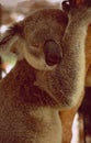 Australia: Lazy Koala-Bear relaxing in the eucalyptus tree Royalty Free Stock Photo