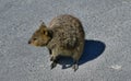 Australia, Zoology, Quokka Royalty Free Stock Photo