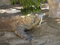 In Australia, the lizard-born lizard, iguana