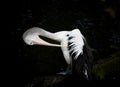 In Australia, the long-beaked bird that cleans its wings