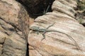 Australia long tail lizard portrait