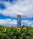 Sunflowers in front of the Eureka Tower