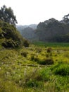 Australia: native bush regeneration new trees Royalty Free Stock Photo