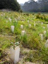 Australia: native bush regeneration tree planting Royalty Free Stock Photo