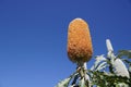 Australia native flower orange Banksia