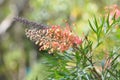 Australia Native the Red Silky Oak Flower (Spider Flower)