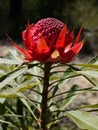 Australia: native waratah flower - v Royalty Free Stock Photo