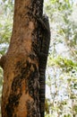 Australia, NSW, Ku-ring-gai Chase National Park lace monitor or tree goanna Royalty Free Stock Photo