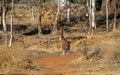 Australia, NT, Kangaroo, Royalty Free Stock Photo