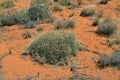 Australia, NT, Rainbow Valley, Spinifex Grass