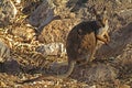Australia, NT, Zoology, wallaby Royalty Free Stock Photo