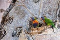 Australia parrot on boab tree Royalty Free Stock Photo