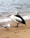Australia Pelican & Sea Gull Royalty Free Stock Photo