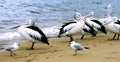 Australia Pelicans