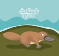 Australia platypus poster in colorful outdoor scene