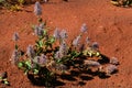 Australia, Botany, wildflower Royalty Free Stock Photo