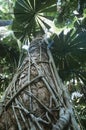 Australia Queensland Fan palms in rainforest