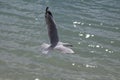 Australia - Queensland - Whitehaven beach - Flying seagull, spreading its wings, floating above the waves of the sea Royalty Free Stock Photo