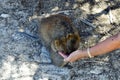 Australia, Zoology, Quokka feeding Royalty Free Stock Photo