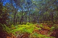 Australia: Rain forest vegetation on Tasmania Island Royalty Free Stock Photo