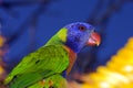 Australia Rainbow Lorikeet Parrot Royalty Free Stock Photo