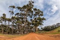 Australia red road in eucalyptus forest